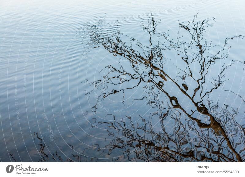 Curled branch Water Reflection Twigs and branches Delicate Nature Surface of water Romance Calm Lake ruffled Structures and shapes