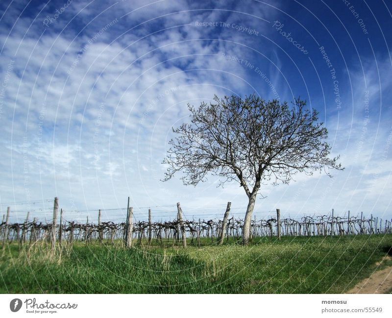 Spring in the vineyard Wine growing Tree Vine Grass Clouds Sky