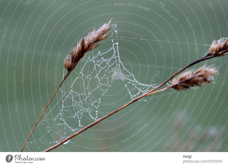 Bead spinning Spider's web Cobwebby Drop dew drops Trickle Grass blade of grass morning dew seed stand Shriveled Transience transient Shallow depth of field