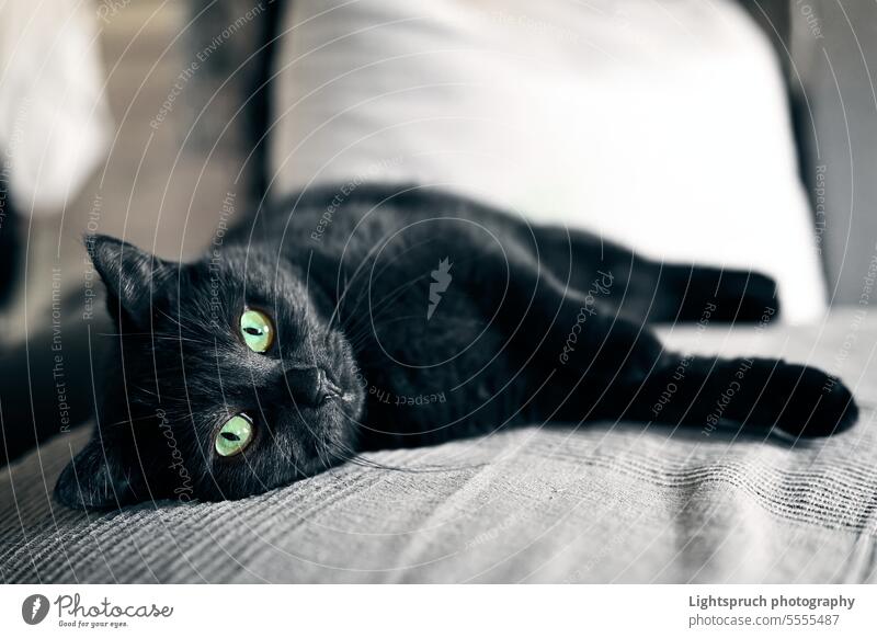 Black cat chilling on a sofa at home. Horizontal image with selective focus. domestic cat black cat lying down relaxation black color looking at camera