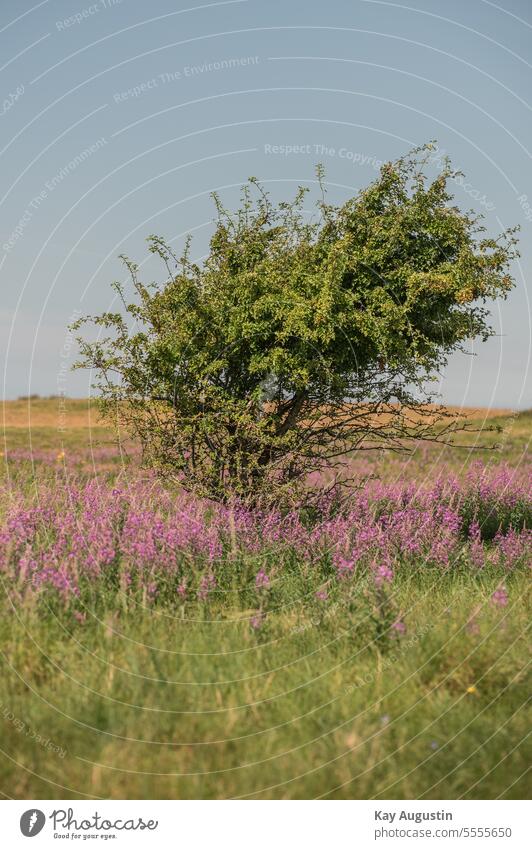 Wind fledglings in the heath heather Erika herb Wind cripple coast Tree Nature Exterior shot Sky Plant Colour photo Deserted Grass Landscape Environment