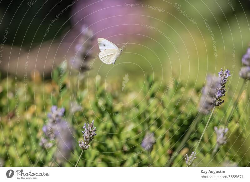 Cabbage white butterfly in flight Butterfly Grand piano Insect Colour photo Nature Feeler Animal lepidoptera Lavender lavandula lavender blossom labiates