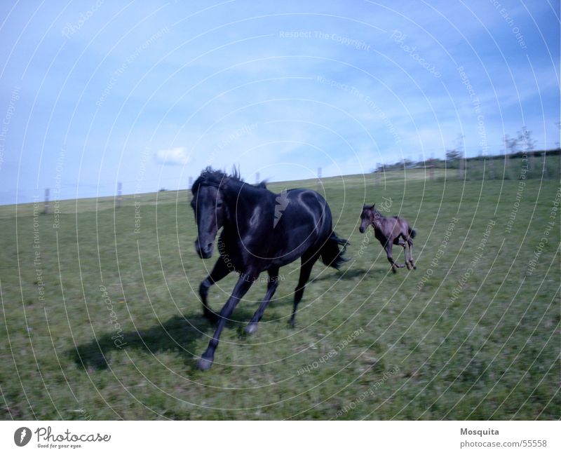 galloping gallop Leisure and hobbies Energy industry Sky Grass Hill Horse Running Movement Romp Small Speed Blue Black Joie de vivre (Vitality) Power Foal