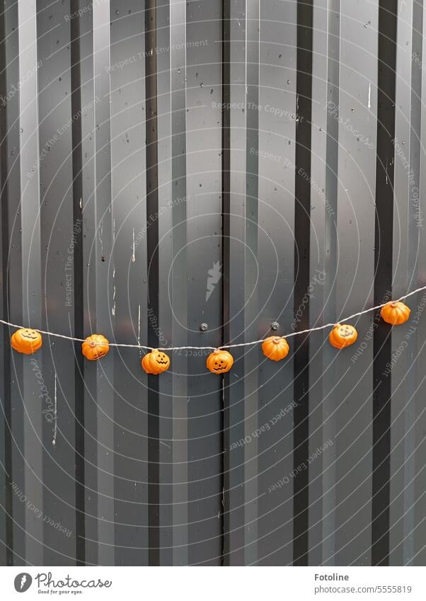In front of a black corrugated metal gate hangs a string of lights with lots of little pumpkins on it. Fairy lights Pumpkin Pumpkin time grimace Pumpkin Face