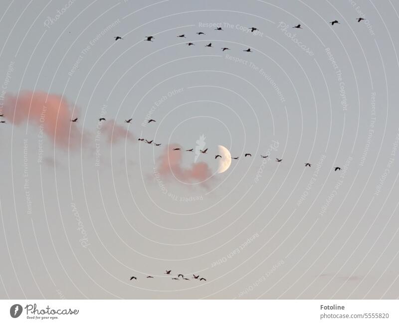 It is sunset time. The clouds are red. The moon is already shining. Time for the cranes to fly to their roost. Crane Flock birds Flying Moon increasing Sky