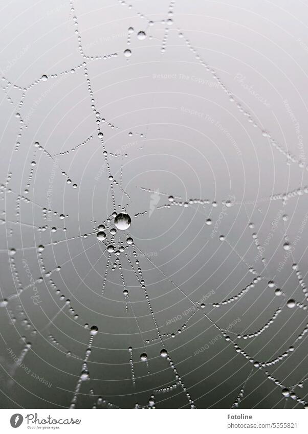 Many small drops of water transform this spider's web into a real gem. Spider's web Net Close-up Macro (Extreme close-up) Drops of water Wet Exterior shot