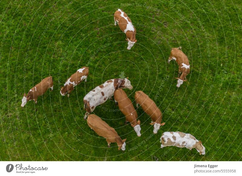 Aerial view of cows standing on the meadow Aerial photograph Cow Willow tree Meadow Agriculture peasants Farm Green Brown graze Herd Nature Field Cattle