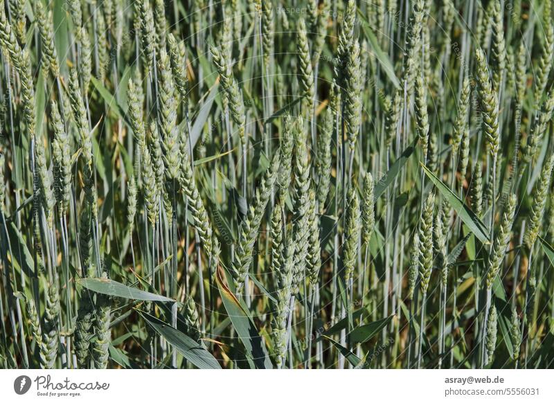 wheat field Wheatfield Field Grain cereal cultivation Agriculture Nutrition Plant Growth Season