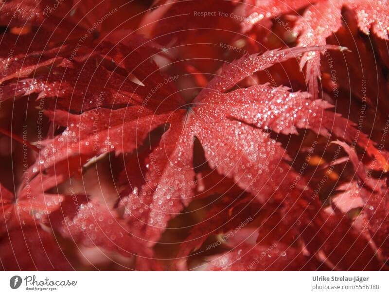 Autumn | flaming red maple leaves with dewdrops Autumnal Maple tree Leaf Red red leaf Maple leaf Autumn leaves Autumnal colours Early fall Seasons Transience