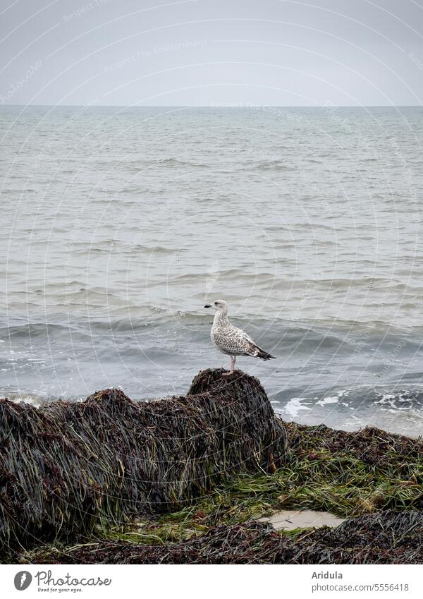 Young herring gull sitting on a pile of seaweed and dune grass at the Baltic Sea Seagull Silvery gull Bird Animal coast Ocean Beach Nature Water Sit Beak