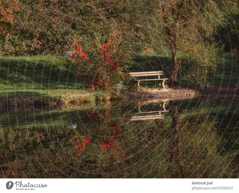 Park bench by the pond in autumn environment Flowers and plants Autumn autumn colours Landscape Nature Water Pond Bench naturally Exterior shot Garden