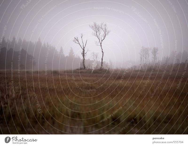 marshland soldiers Culture Music Environment Nature Landscape Elements Earth Autumn Bog Marsh Sign Moody Bravery Willpower Acceptance Trust Agreed Romance Pain