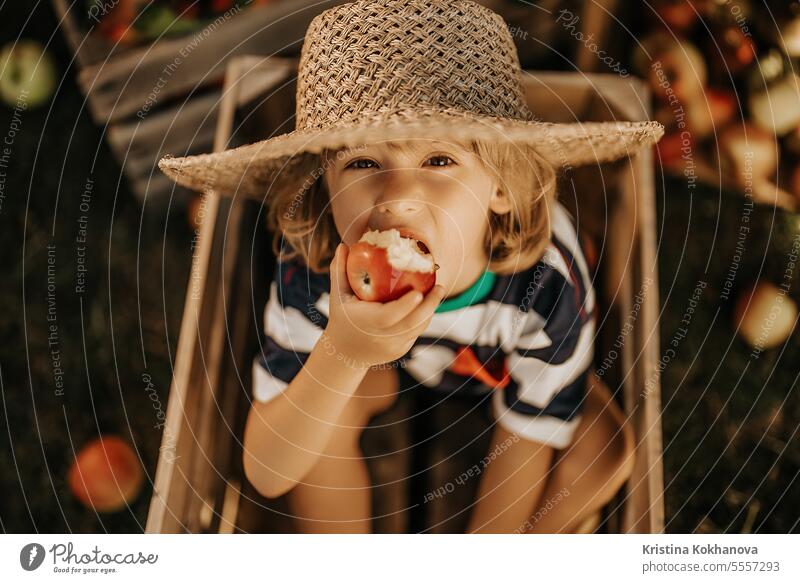 Funny little child bites juicy apple,sitting in wooden box garden.Organic fruits picking kid gardening boy healthy nature caucasian happy farm people basket