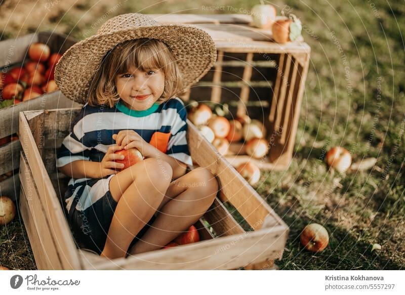 Handsome little child with apple sitting in wooden box in orchard.Organic fruits picking kid gardening boy healthy nature caucasian happy farm people basket