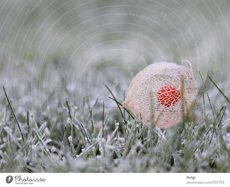 freezing cold November morning... Environment Nature Plant Autumn Ice Frost Grass Chinese lantern flower Garden Freeze Lie To dry up Esthetic Cold Natural Brown