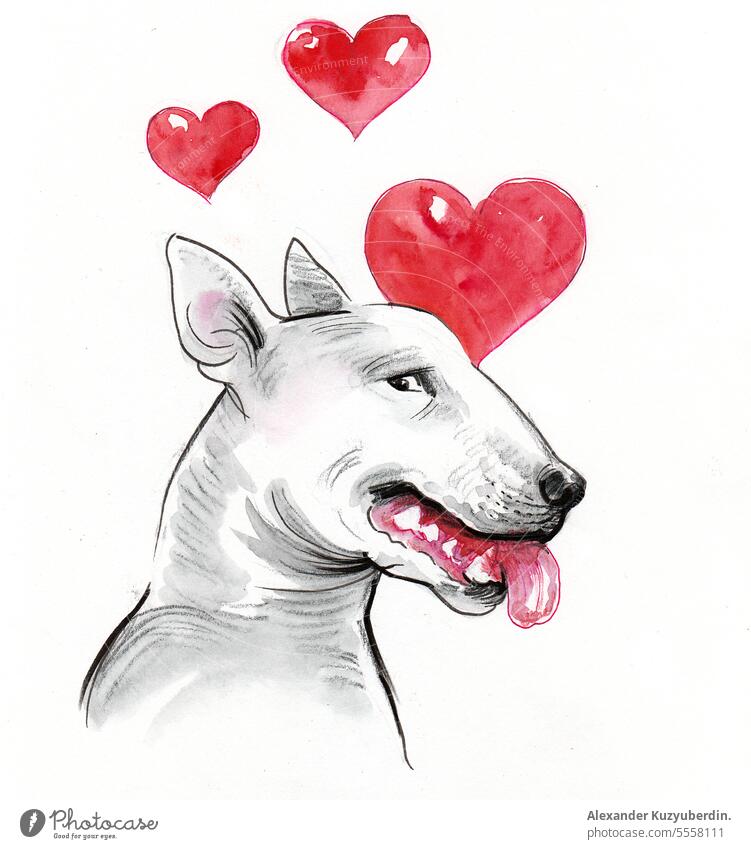 Bull terrier in love. Watercolor painting animal bull cute dog funny heart illustration pet portrait sketch watercolor
