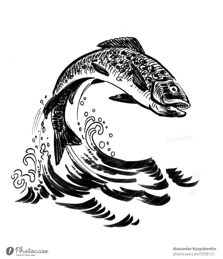 Jumping salmon fish. Ink black and white drawing animal aquatic art artwork background cartoon fishing food illustration ink marine nature ocean river sea