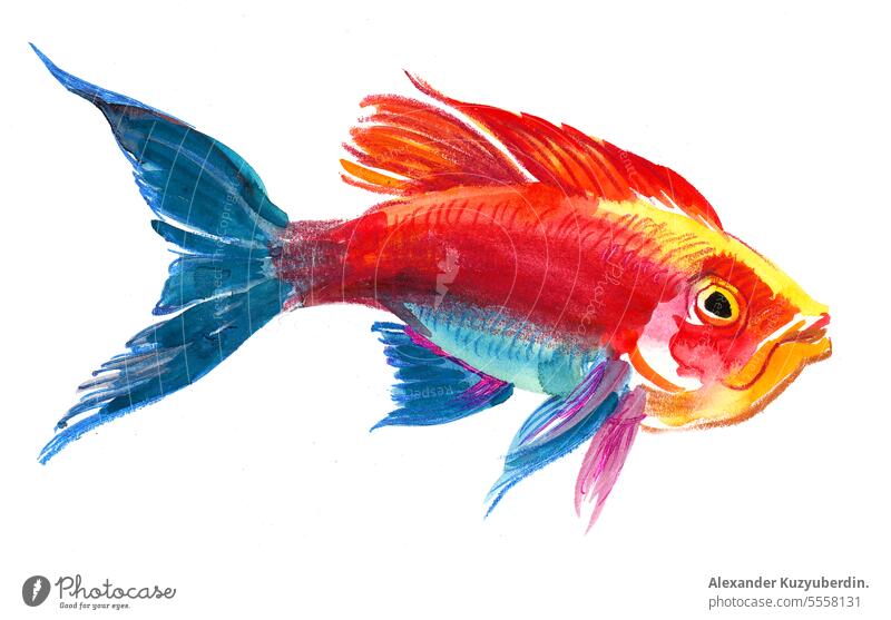 Red blue coral fish. Watercolor painting animal aquarium art background bright colorful drawn illustration isolated life marine natural nature nautical ocean