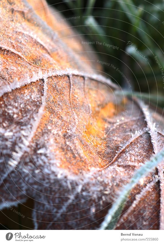 Yafal Plant Grass Leaf Yellow Green White Autumn leaves Frost Rachis Beautiful Hoar frost Blade of grass Brown Colour photo Exterior shot Close-up Deserted