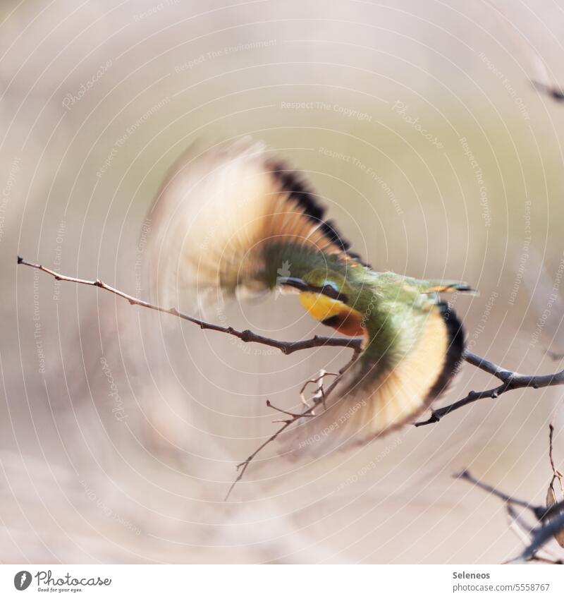 departure Bird bee-eater Flying Nature Animal animal world Wild fauna Multicoloured Feather Branch Freedom Exotic pretty Grand piano launch