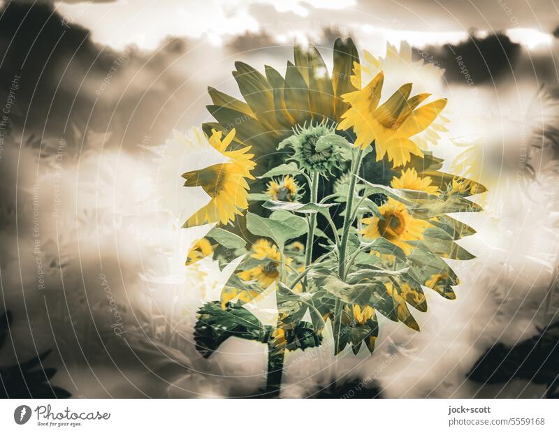 mind-exhilarating | surreal sunflower Sunflower Sunflower field Summer Surrealism Double exposure Illusion Reaction Experimental Silhouette Abstract Irritation