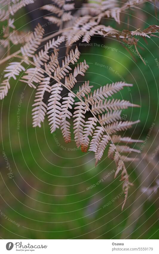 Fern in autumn Plant Leaf Dry Shriveled Brown Autumn Green foliage Deserted Copy Space bottom Shallow depth of field Colour photo Nature Exterior shot Close-up