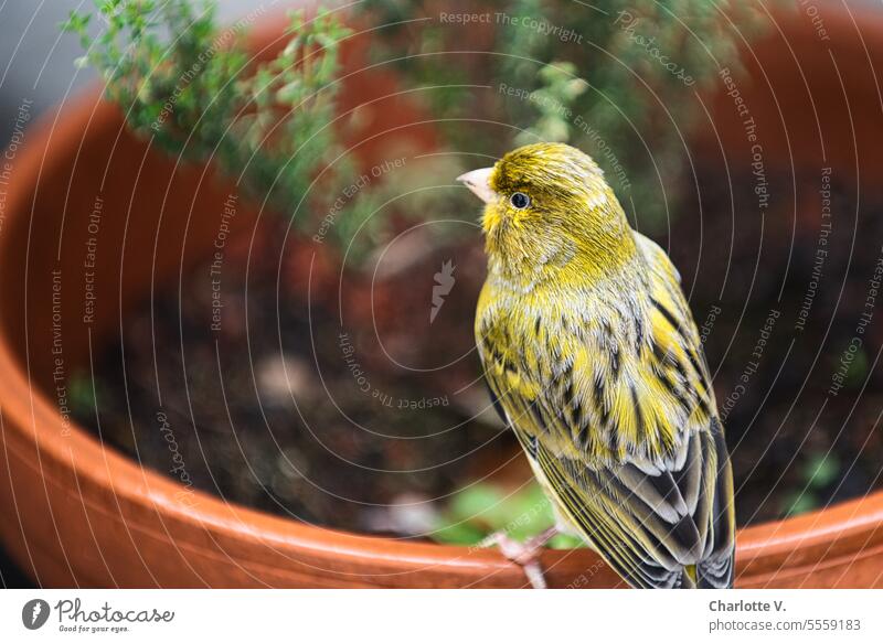 Feathered visitor | yellowhammer or canary sitting on a flower pot Animal Wild animal Bird Wild bird Animal portrait 1 bird Nature Exterior shot Yellow Thyme