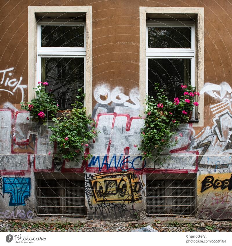Alpine flair in Kreuzberg | geraniums at the window of a house smeared with graffiti Geraniums Window Wall (building) Facade Graffiti smudged Town Characters