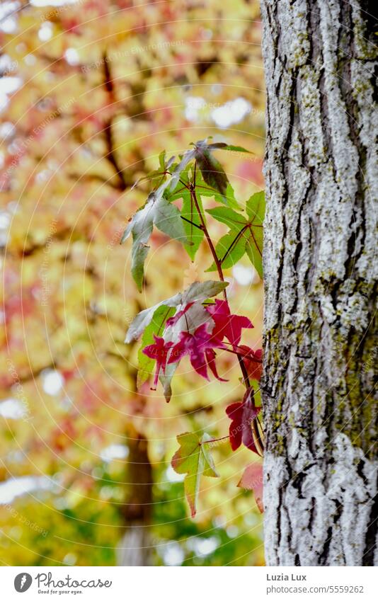 Maple leaves green and red Sunlight Maple leaf Season daylight Day Growth Norway maple Maple tree foliage Leaf Tree Plant flora Nature Multicoloured