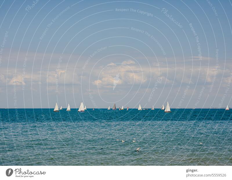 Sea - the water birds in front, the sailing ships behind and the summer sky above Sport boats Nature naturally Color gradient Relaxation Leisure and hobbies