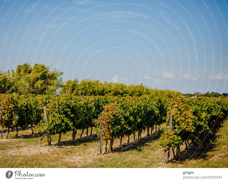 Wine growing on Île de Ré, France viticulture Vine Vines in rows gap Nature Landscape Green Plant Exterior shot Winery Rural Growth Bunch of grapes Summer