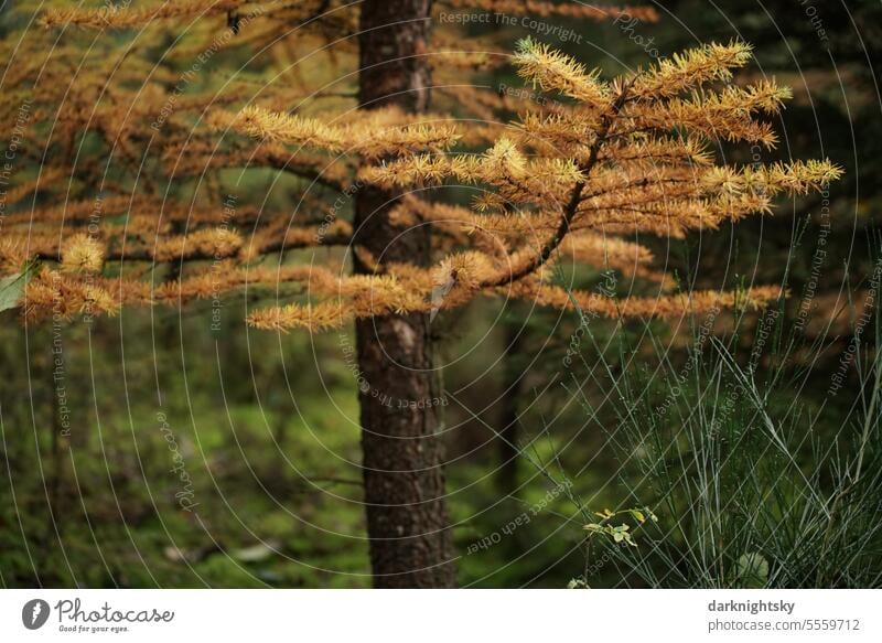Branch of a larch with withered needles Larch larix Tree Deserted Forest Landscape Autumn Exterior shot Alps Colour photo Mountain Nature Orange Yellow Green