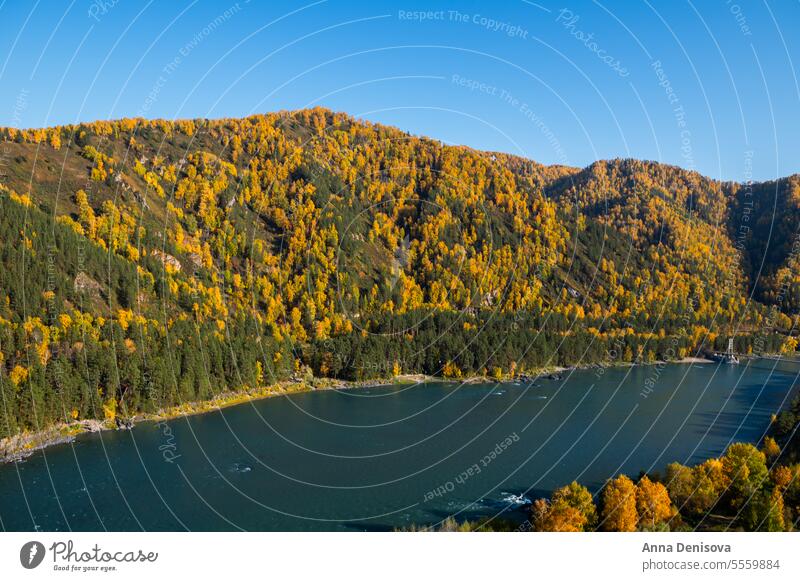 Autumnal Altai from aerial view altai siberia russia katun river chui tract travel tree altay landscape forest autumn mountain vacation journey trip alpine