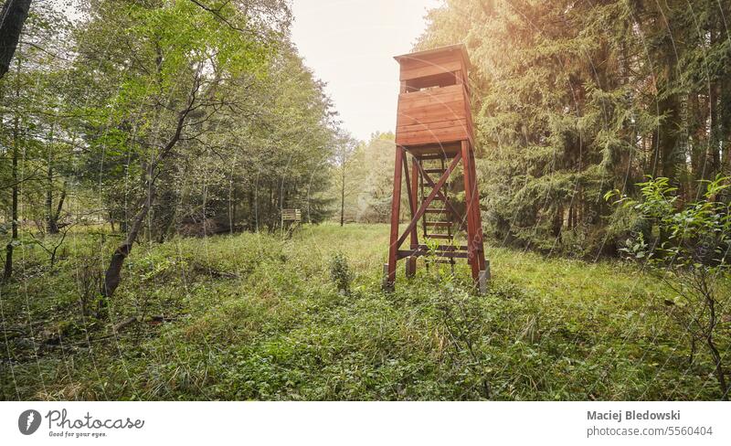 Wooden hunting tower in a forest. deer stand hunting pulpit tree nature box stand season outdoor no people sunlight landscape park fall photo woodland woods