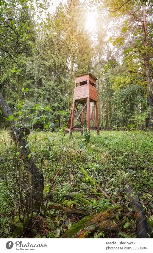 Wooden hunting tower in a forest. deer stand hunting pulpit tree nature box stand season outdoor no people sunlight landscape park fall photo woodland woods