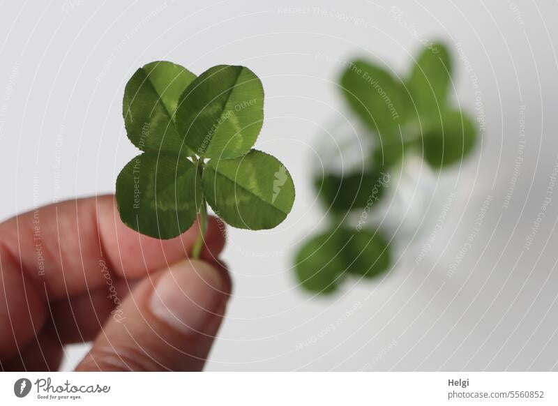 Good luck Clover Cloverleaf four-leaf clover Happy Good luck charm Joy Nature Fingers Thumb To hold on Shallow depth of field Plant Leaf Colour photo