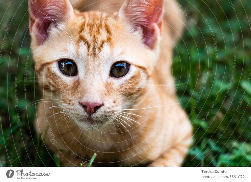 orange cat puppy looking at the camera adorable animal background beautiful breed cats eyes closeup color cute domestic face feline fur furry golden kitten
