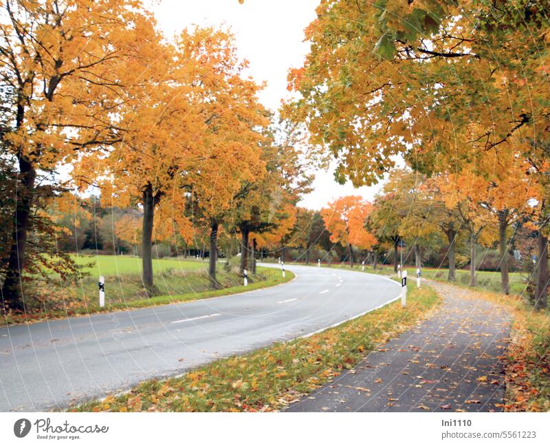 Autumn lights on the trees along the highway Landscape Autumnal colours deciduous trees Beauty of nature Illuminate gaudy Country road Car-free Asphalt road