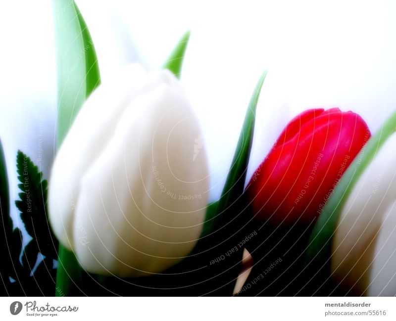 tulipa gesneriana Tulip White Green Plant Leaf Blossom Nutrients Light Photosynthesis Growth Blade of grass Background picture Stand Water Stalk