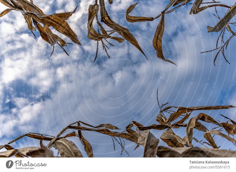 Leaves and stalk of corn in autumn on the background of blue sky with clouds. Copy space in the center of the frame. Environmental Protection Concept leaves