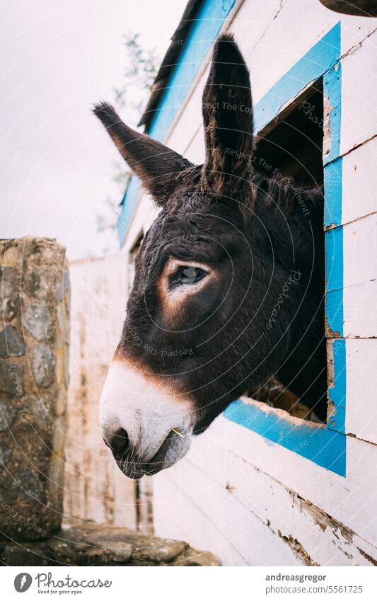 Donkey looks out of the window of his stable Animal Animal portrait Animal face Love of animals animal world Exterior shot Colour photo Deserted Cute