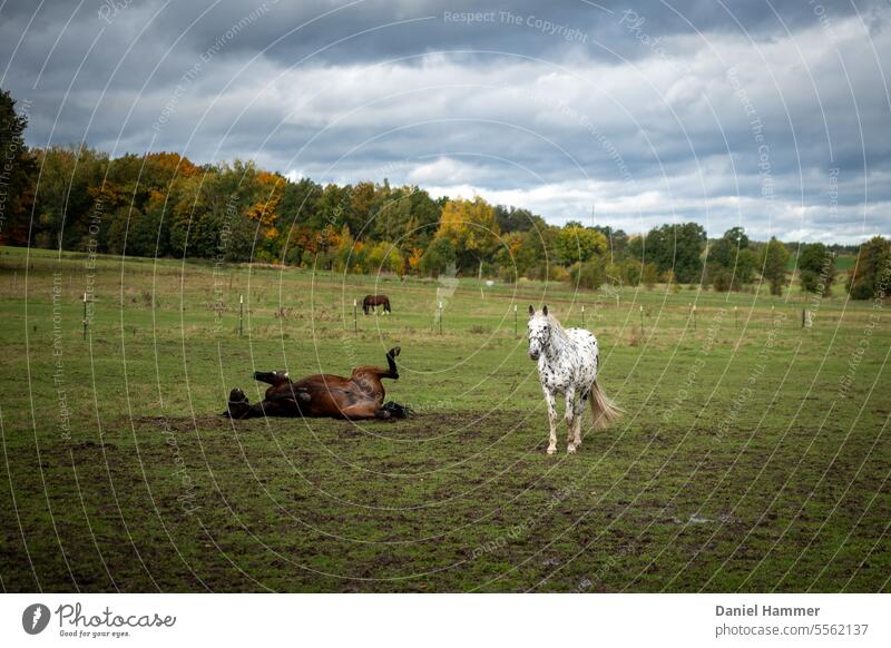 A gray horse with black and brown spots stands in a pasture. A brown horse is rolling next to the white horse. In the background is a forest with colorful autumn leaves. Clouds in the sky