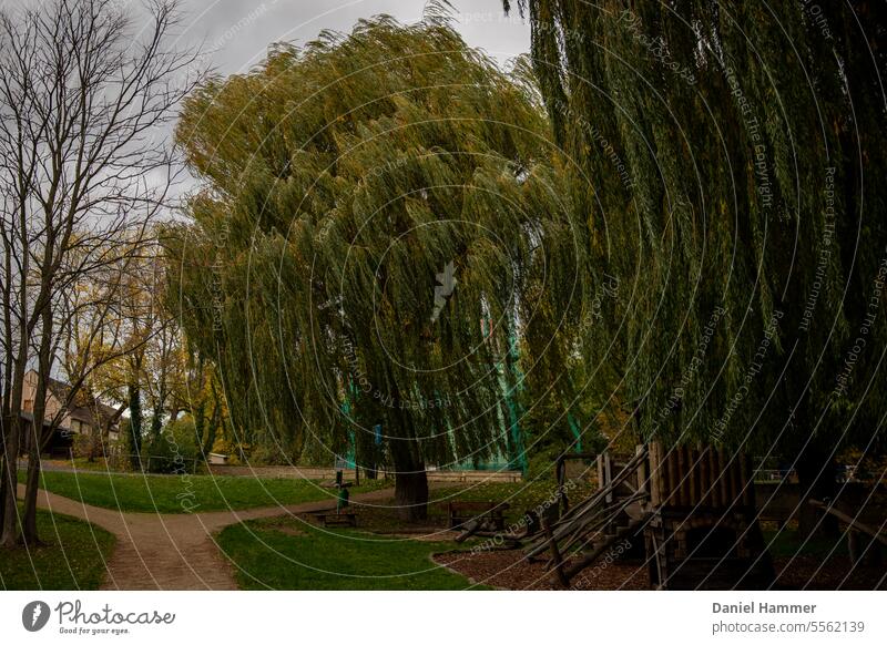 Weeping willow moved by the wind in the fall. In a castle park with a small adventure playground. Willow tree Tree Park Oberau Castle Castle grounds Autumn Wind