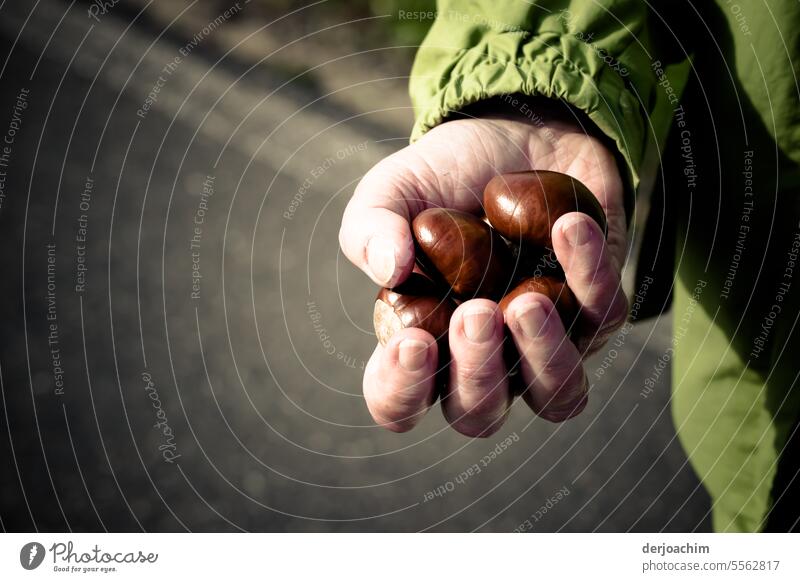 A woman holds collected chestnuts in her right hand. collect chestnuts Chestnut Autumn Sense of Autumn Exterior shot Autumnal colours naturally Brown
