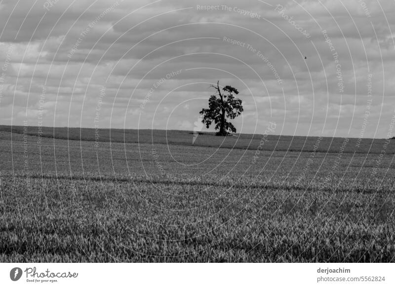 A tree alone in a wide open space Landscape Lonely on one's own Sky Tree Outdoors pretty background Nature Environment view Field Picturesque country Rural