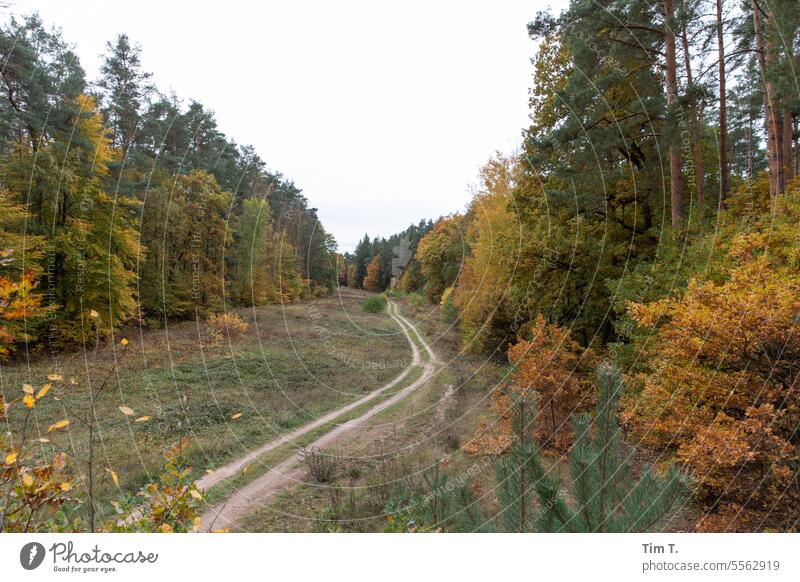 a path in the autumn forest Autumn Forest Lanes & trails Forest path Brandenburg Exterior shot Deserted Tree Nature Landscape Colour photo Day Environment