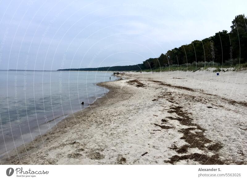 Beach on the Baltic Sea with forest on the dunes bank Ocean Water Pebble beach Forest trees coast Schleswig-Holstein Baltic coast