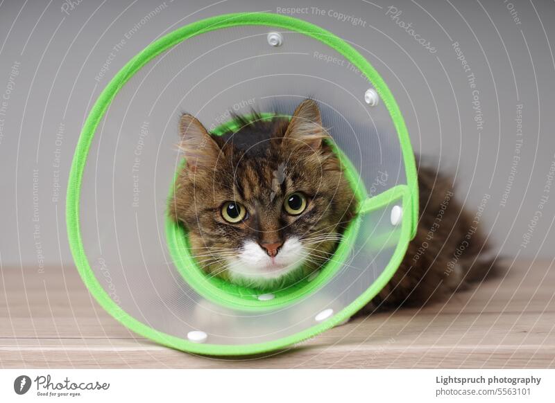 Cute maine coon cat with a pet cone looking anxious to the camera. domestic cat sick looking at camera sick animal sitting cone of shame elizabethan collar