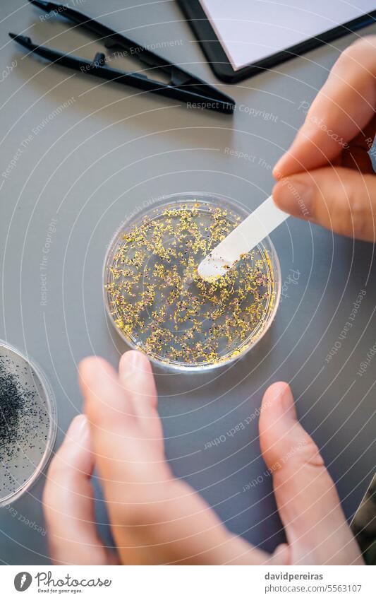 Female chemist hands taking sample of microplastics from golden glitter on petri dish in laboratory female nanoplastics microbeads liquid investigation close up