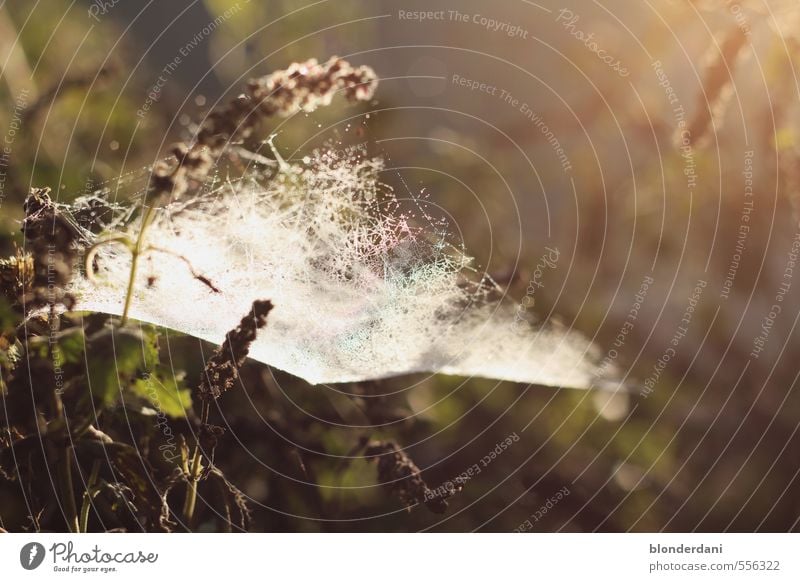 Network Nature Landscape Beautiful weather Happy Calm Spider's web Flower Spin Meadow Sun Dawn spun in Ambush Colour photo Exterior shot Structures and shapes